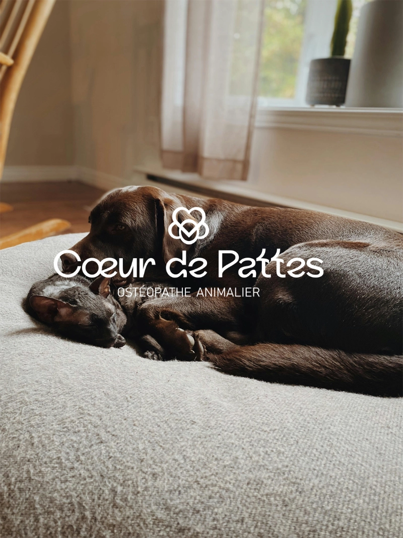 Cœur de pattes ostéopathe animalier - Studiotrois-Quart - Montauban (82)