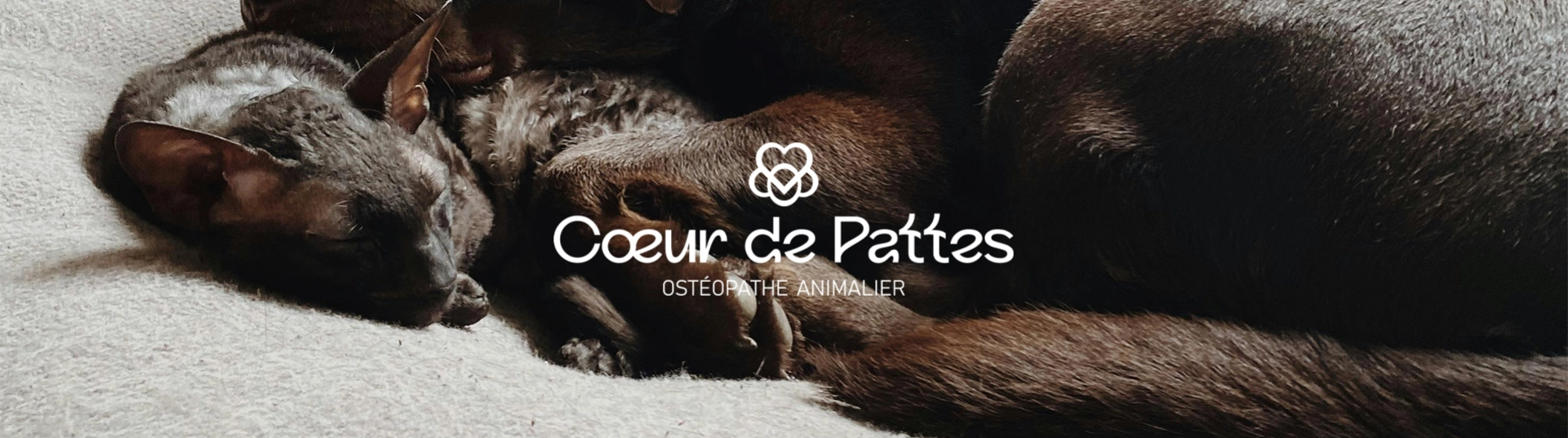 Coeur-de-pattes-osteopathe-animalier-Studiotrois-Quart-Montauban-82